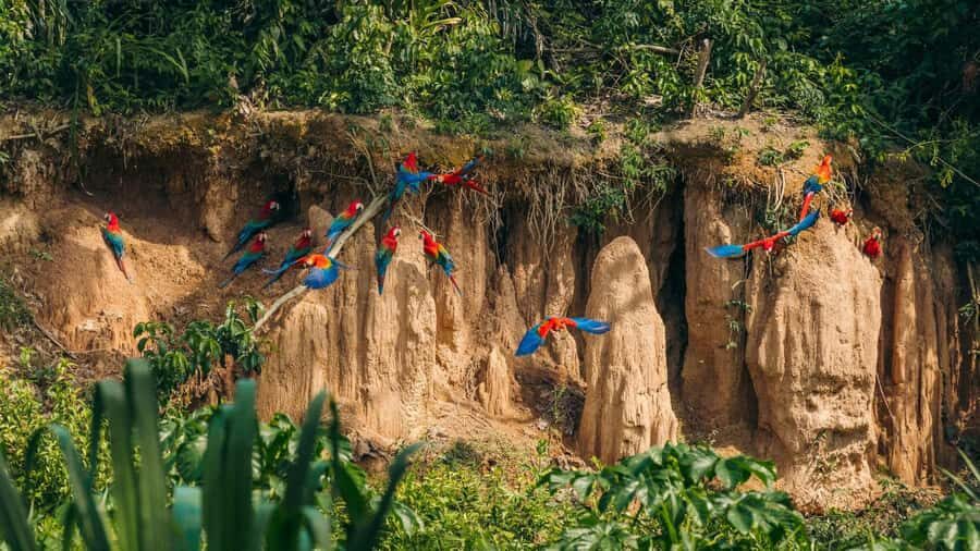 Puerto Maldonado: Chuncho Macaw Clay Lick Tour - A Detailed Look at the Chuncho Clay Lick Tour