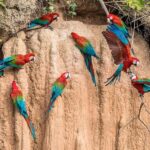 Puerto Maldonado: Excursion to the Chuncho clay lick - Who Is This Tour Best For?