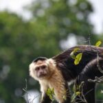 Puerto Maldonado: Kayak Tour +Monkey Island for 1-Day - An In-Depth Look at the Tour