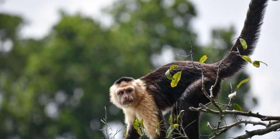 Puerto Maldonado: Kayak Tour +Monkey Island for 1-Day - An In-Depth Look at the Tour