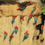 Puerto Maldonado: Parrot and Macaw Clay Lick Excursion. - What’s Included and What to Consider