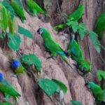 Puerto Maldonado: Parrot and Macaw Clay Lick Excursion - Who Should Consider This Tour?