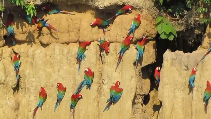 Puerto Maldonado: Parrot and Macaw Clay Lick Excursion. - What’s Included and What to Consider