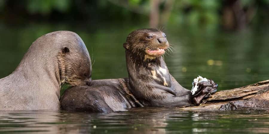 Puerto Maldonado: Reserva Nacional de Tambopata 4-Days - Exploring the Itinerary in Detail