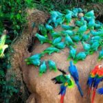 Puerto Maldonado: Sandoval and Collpa de Loros 3 Days - The Value and Practicalities