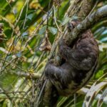 Puerto Maldonado: Sandoval Lake Full-Day Trip with Canoeing - What Makes This Tour Stand Out