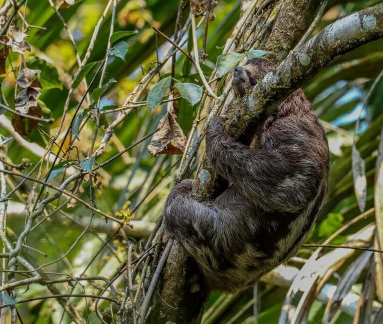Puerto Maldonado: Sandoval Lake Full-Day Trip with Canoeing - What Makes This Tour Stand Out