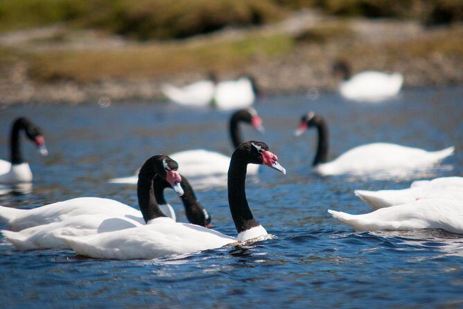 Puerto Montt: Full day Chiloe island visiting Ancud - Caulin - Lacuy - A detailed look at the Chiloe Island tour from Puerto Montt
