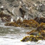 Puerto Montt: Full day Chiloe Island visiting Penguins in Puñihuil - Final Thoughts on Value