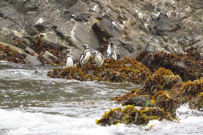 Puerto Montt: Full day Chiloe Island visiting Penguins in Puñihuil - Final Thoughts on Value