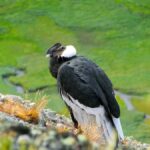 Puerto Natales: Cerro Benitez Half-Day Hike with Condors - Practical Details and Value