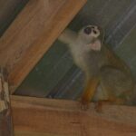 Puerto Plata Monkey Home Tour by Minivan - The Sum Up