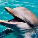 Puerto Plata: Ocean World Adventure Park Day Pass - Frequently Asked Questions