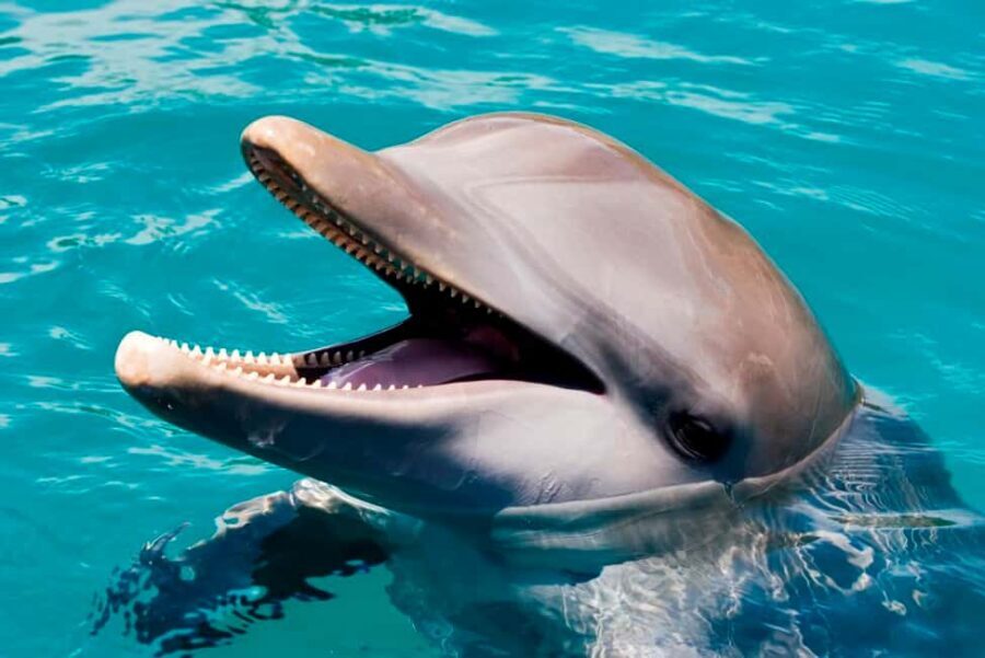 Puerto Plata: Ocean World Adventure Park Day Pass - Frequently Asked Questions