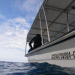 Puerto Plata Shore Excursion, Snorkeling tour & Sosua Beach Day - The Sum Up