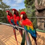 Puerto Rico Cable Car and Bird Sanctuary Tour - The Bird Sanctuary: A Sanctuary for Over 125 Species
