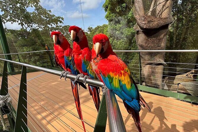 Puerto Rico Cable Car and Bird Sanctuary Tour - The Bird Sanctuary: A Sanctuary for Over 125 Species