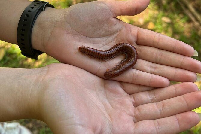 Puerto Rico: El Yunque Sightseeing Half-Day Tour w/Transfer - FAQ