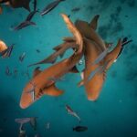 Puerto Rico Private Half Day Shark Diving - Who Should Consider This Tour?