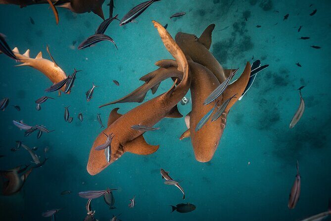 Puerto Rico Private Half Day Shark Diving - Who Should Consider This Tour?