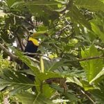 Puerto Viejo Sloth Jungle and River Kayaking Tour - A Deep Dive into the Puerto Viejo Sloth Jungle and River Kayaking Tour