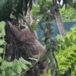 Puerto Viejo's walking tour: Sloth spoting guaranteed - Authentic Reviews: What Travelers Say
