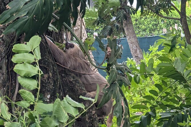 Puerto Viejo's walking tour: Sloth spoting guaranteed - Authentic Reviews: What Travelers Say