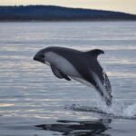 Punta Arenas: Austral Dolphin & Wildlife Watching Boat Tour - What to Expect on Your Wildlife Tour