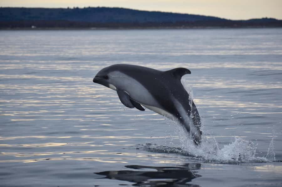 Punta Arenas: Austral Dolphin & Wildlife Watching Boat Tour - What to Expect on Your Wildlife Tour