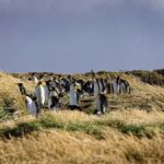 Punta Arenas: Full Day Tierra del Fuego & King Penguins - A Closer Look at the Experience