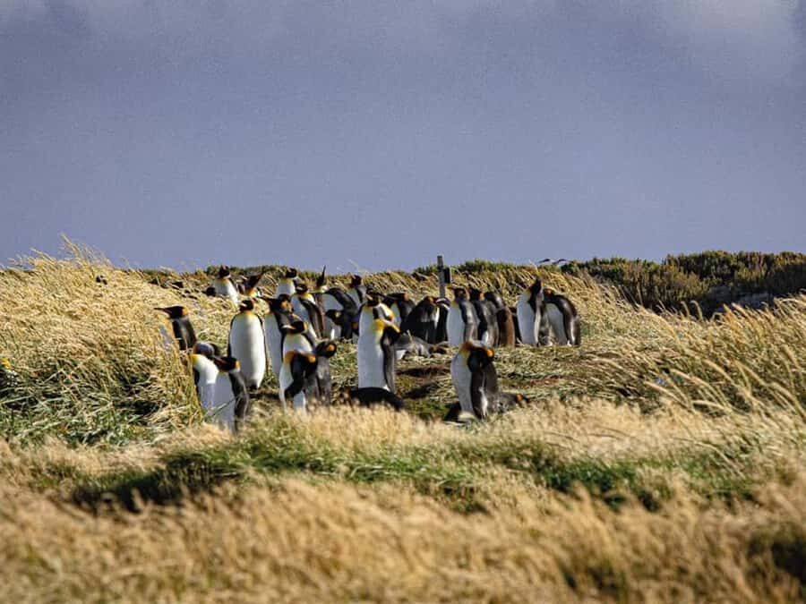 Punta Arenas: Full Day Tierra del Fuego & King Penguins - A Closer Look at the Experience