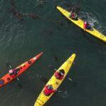 Punta Arenas: Kayaking Trip with Wildlife - A Deep Dive into the Kayaking Experience