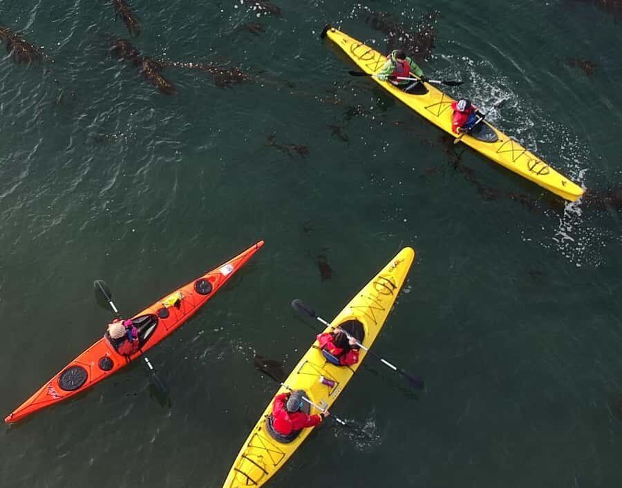 Punta Arenas: Kayaking Trip with Wildlife - A Deep Dive into the Kayaking Experience