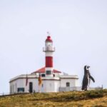 Punta Arenas: Magdalena Island Navigation & Penguin Walk - What’s Included and What’s Not