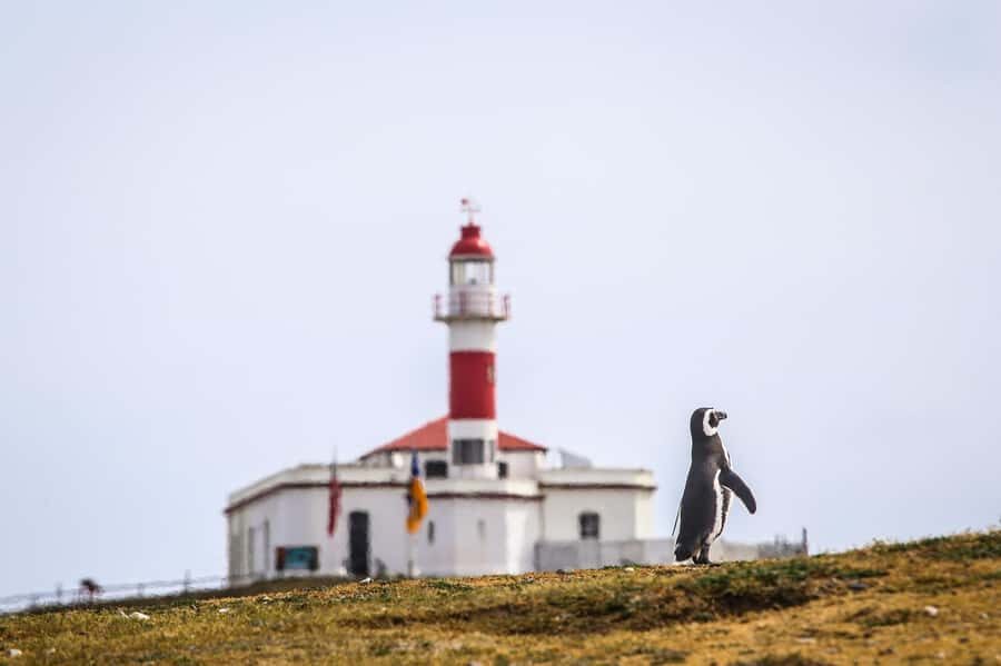 Punta Arenas: Magdalena Island Navigation & Penguin Walk - What’s Included and What’s Not