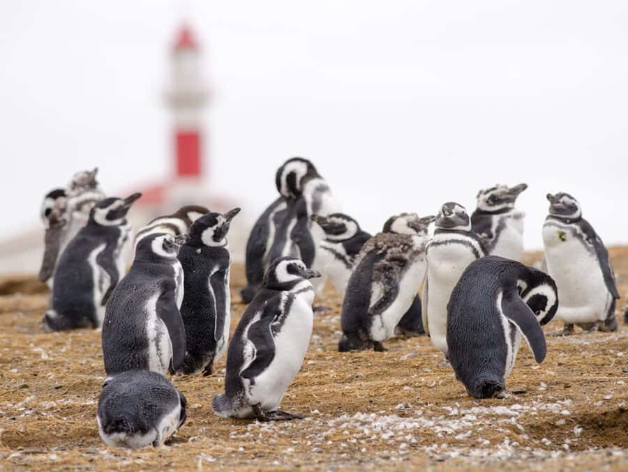 Punta Arenas: Walk with Penguins on Magdalena & Marta Island - The Experience: What It Feels Like and Why It Matters