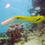 Punta Cana: 2-Tank Dive Trip for Certified Divers - Why this Experience Matters