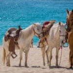 Punta Cana Beach Horseback Riding Tour - The Sum Up