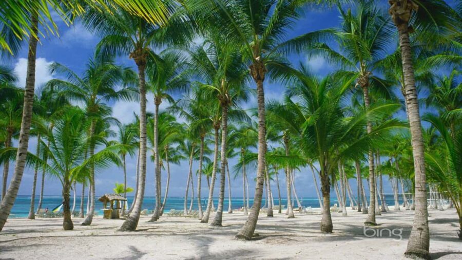 Punta Cana: Catamaran Day Trip to Catalina Island with Lunch - Who Should Consider This Tour?