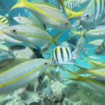 Punta Cana: Discover Scuba Diving Experience for Beginners - Who This Tour Is Best For