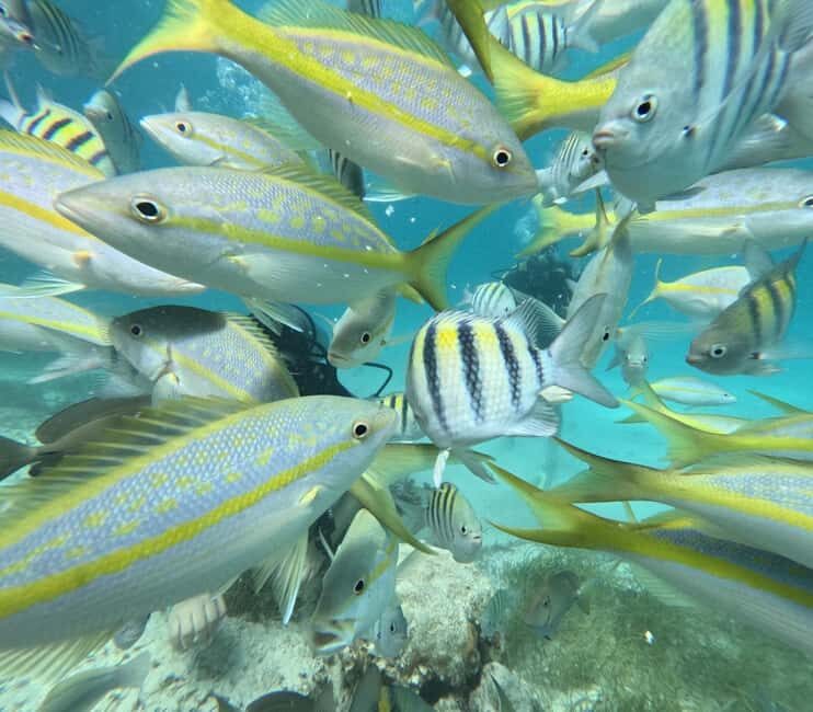 Punta Cana: Discover Scuba Diving Experience for Beginners - Who This Tour Is Best For