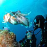 Punta Cana: Dive the Coral Paradise of Catalina Island - The Value and Why It’s Worth Considering
