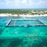 Punta Cana Dolphin Adventure: 40-Minute Interaction - What to Expect on the Day