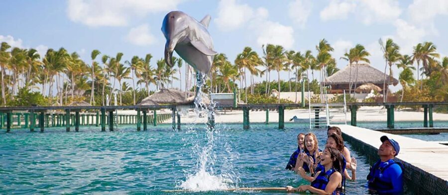 Punta Cana Dolphin Experience: 50 Minutes of Water Fun