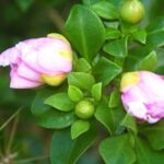 Punta Cana: Eco Jungle Tour - A Deep Dive into the Eco Jungle Tour Experience