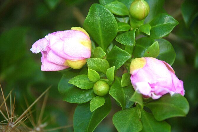 Punta Cana: Eco Jungle Tour - A Deep Dive into the Eco Jungle Tour Experience