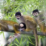 Punta Cana: Monkey Adventure by Jhoraji With Hotel Pick-Up - Visiting the Local Shop