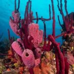 Punta Cana: Private Guided Power Dive Adventure with Music - Final Thoughts