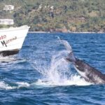 Punta Cana: Private Samaná Whale Watching Day Trip - What To Know Before You Go