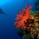 Punta Cana: Reef Diving Adventure Explore Underwater Wonders - Why This Tour Stands Out